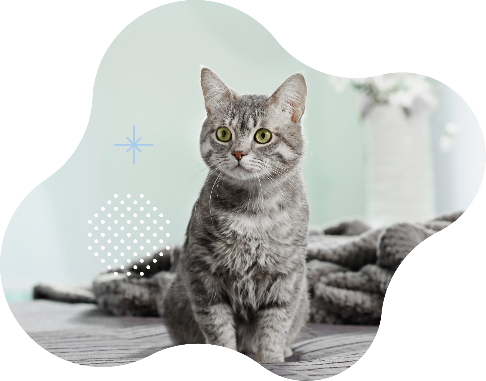 猫サロンのサービス画像
