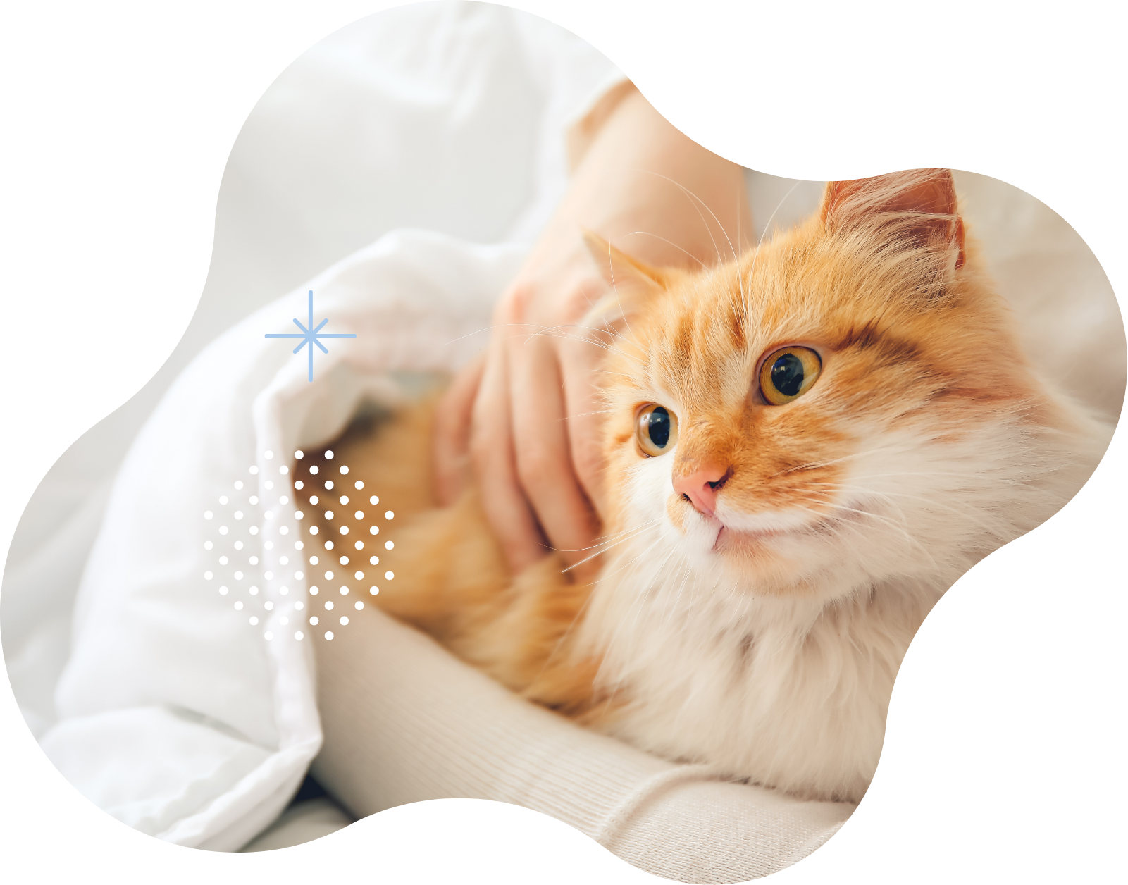 猫サロンのサービス画像