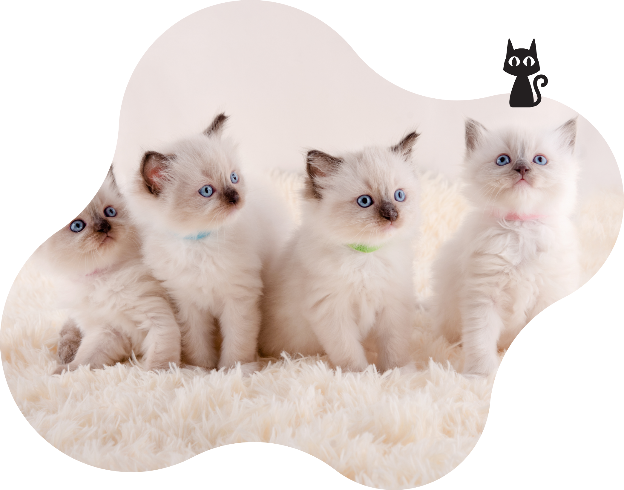 子猫が集合している写真